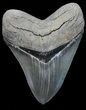 Serrated, Megalodon Tooth - Beautiful Tooth #58065-1